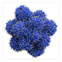 Ceanothus Concha Plant (5L Pot)