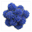 1 Ceanothus Concha, 7.5 Litre Californian Lilac, Blue Flowering Evergreen Shrub, Root-Ball