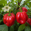 Scotch Bonnet Chilli Pepper Plants