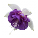 Fuchsia Dollar Princess Plants