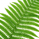 Boston Fern Nephrolepis Exaltata Plant (3L Pot)