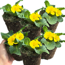Primrose Yellow Plant