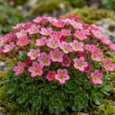 Saxifrage Marto Rose Hardy Alpine Evergreen Perennial Plants (Set of 3 or 6)