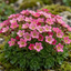 Set of 3 or 6 Saxifrage Marto Rose Hardy Alpine Evergreen Perennial Plants, Pink Rockery Ground Cover, Outdoor Garden Ready, 1 Litre Root-Ball