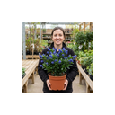 Ceanothus Victoria Plants
