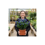 1 Ceanothus Victoria Plant, Hardy Evergreen Blue Flowering Shrub, Outdoor Garden Ready, 3 Litre Root-Ball