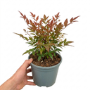 Nandina Domestica Light Red Compact Hardy Evergreen Shrub Plant (3L Pot)