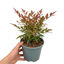1 Nandina Domestica Light Red Compact Hardy Evergreen Shrub, Garden Ready, 3L 19cm Root-Ball