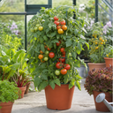 Brandy Boy Beefsteak Tomato Plants