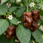 Set of 3 or 6 Large Chilli Pepper Plants - Habanero Chocolate, Ready to Plant in Your Garden