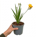 Freesia Gold River Outdoor Garden Plants