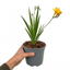 1 Freesia Gold River Outdoor Garden Plant, Fragrant Hardy Summer Flowering Perennial, 2 Litre Root Ball