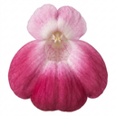 Calceolaria Calynopsis ‘Pink Bicolour’ Plants (Set of 3 or 6)