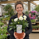 Dahlia Dahlegria White Plant (3L Pot)