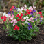 Set of 3 or 6 Large, Garden Ready Plants - Sweet Pea Little Sweetheart Mix, 10.5 cm