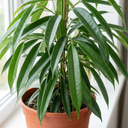 Ficus Binnendijks Narrow Leaf Fig Plant