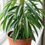 1 Ficus Binnendijks Narrow Leaf Fig, Air Purifying Tropical Indoor Houseplant, 21cm Root Ball