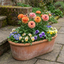 Set of 3 or 6 Ranunculus Vortex Orange Pink Persian Buttercup Plants, Hardy Perennial, Spring Flowering, Outdoor Garden Ready, 1 Litre Root-Ball