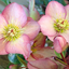 1 Large Plant - Hellebore Frostkiss Cheryl's Shine, Outdoor Garden Ready, 2L Pot