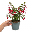 Upright Fuchsia Fuchsita Red & White Plant (2L Pot)