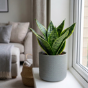 Sansevieria Superba Snake Plants