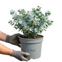 Eucalyptus Gunnii France Blue Tree Plant (5L Pot)