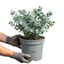 1 Eucalyptus Gunnii France Blue Tree, Hardy Evergreen Outdoor Garden Plant, 7.5 Litre Root-Ball