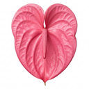 Anthurium Pink Flamingo Lily Plant