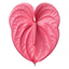 1 Anthurium Pink Flamingo Lily, Tropical Indoor Flowering Houseplant, Easy Care, 17cm Root Ball