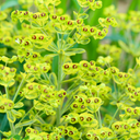Euphorbia Ascot Rainbow Plant