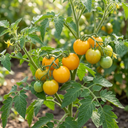 Tomato Golden Sunrise Variety Plants (Set of 3 or 6)