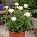 3Ltr Patio Rose Plant, White Rose Bush, Nursery Pots