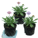 Knautia Macedonica Melton Pastels Plants (Set of 3 or 6)