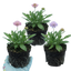 Set of 3 or 6 Knautia Macedonica Melton Pastels Plants, Bee-Friendly Hardy Perennial Scabious, Summer Flowering, 11cm or 1L Root Ball