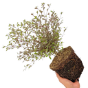 Lophomyrtus ‘Magic Dragon’ Plant