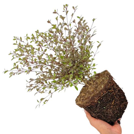 Lophomyrtus x ralphii 'Magic Dragon' (New Zealand Myrtle) – Evergreen Shrub (3L Pot)