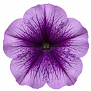 Petunia Sanguna Mega Purple Vein Plant (2L Pot)