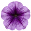 1 Large Plant - Petunia Sanguna Mega Purple Vein, Outdoor Garden Ready, 2L Pot