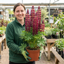 Lupin Masterpiece Plants
