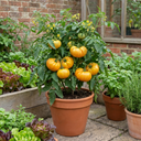 Tomato Buffalosun Variety Plants (Set of 3 or 6)