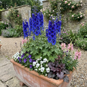 Delphinium Dark Blue Black Bee Tall Plants (Set of 3 or 6)
