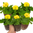 Polyanthus Yellow Plants (Set of 3 or 6)
