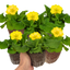 Set of 3 or 6 Large Plants - Polyanthus Yellow, Ready to Plant in Your Garden, Peat Free