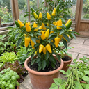 Astor Variety Plants (Set of 3 or 6)