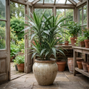 Dracaena White Jewel Dragon Tree Plants