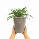 3 Litre Hosta Silly Strings Plants in Nursery Pots