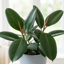 Ficus Robusta Rubber Plants
