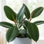1 Ficus Robusta Rubber Plant, Air Purifying Low Maintenance Houseplant, 17cm Root-Ball