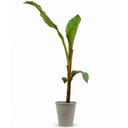 Banana Tree 3L (100–120 cm Tall)