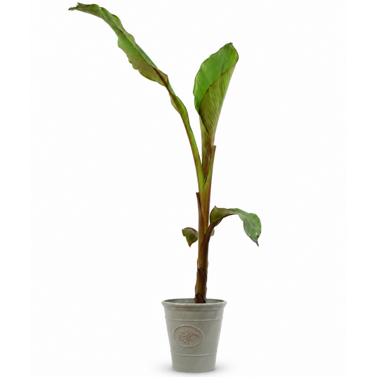 Banana (Musa) – Architectural Foliage Plant (3L Pot, 100 to 120cm Tall)